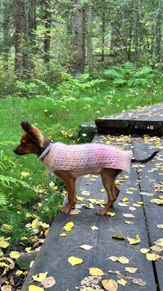 Mohair villapaita koiralle Kuopio – foto 3