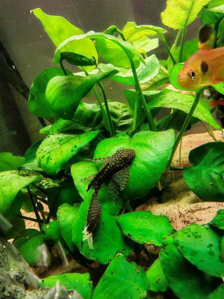 Huntueväisiä monneja Hämeenlinna - valokuva 4