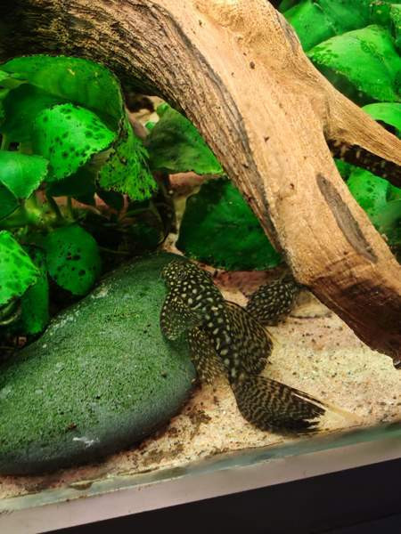 Huntueväisiä monneja Hämeenlinna - valokuva 3