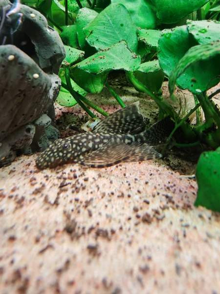 Huntueväisiä monneja Hämeenlinna - valokuva 2