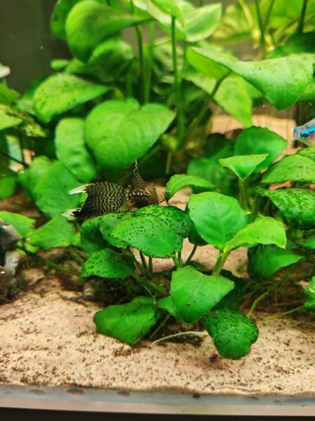 Huntueväisiä monneja Hämeenlinna - valokuva 5