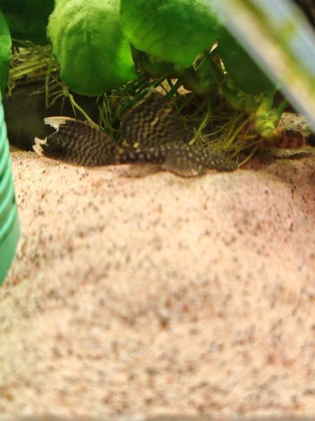 Huntueväisiä monneja Hämeenlinna - valokuva 1