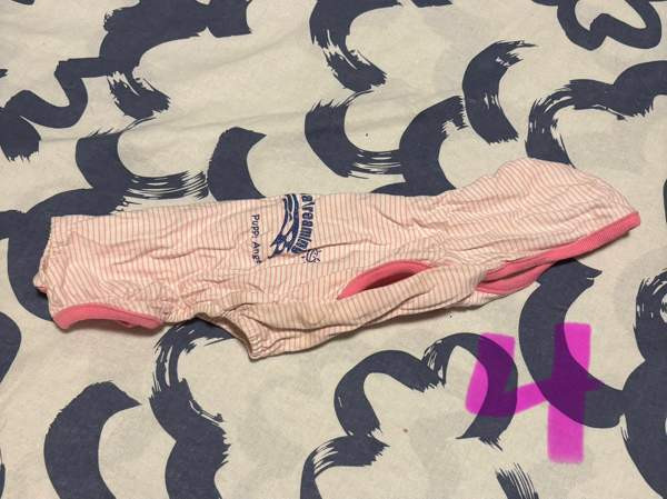 Pienen koiran puvut Riihimaeki - photo 4