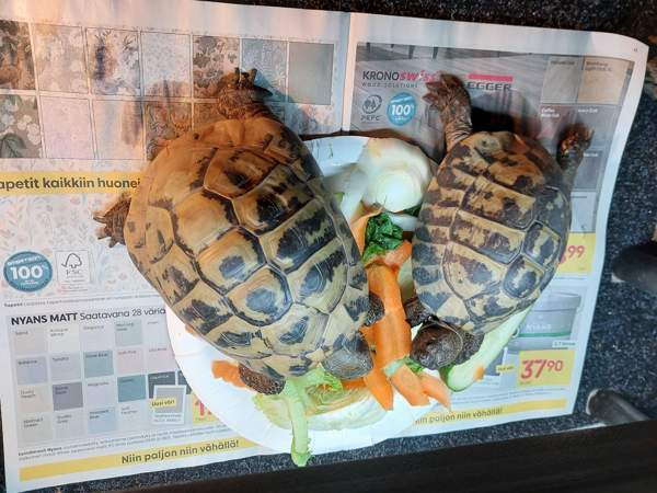 Kreikanmaakilpikonnat Хамина - изображение 8