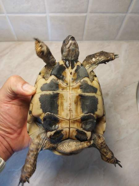 Kreikanmaakilpikonnat Хамина - изображение 4