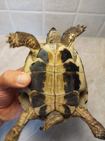 Kreikanmaakilpikonnat Хамина - изображение 2