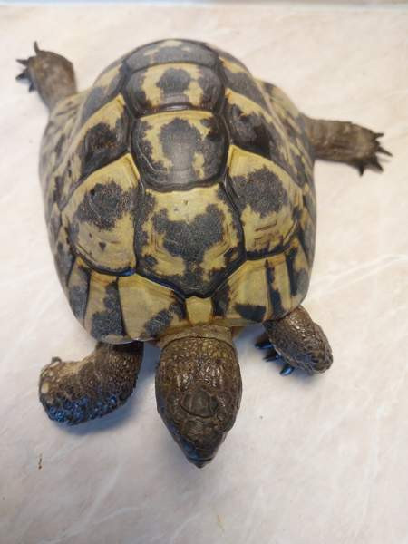 Kreikanmaakilpikonnat Хамина - изображение 3