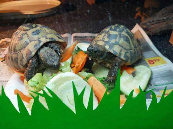 Kreikanmaakilpikonnat Хамина - изображение 1