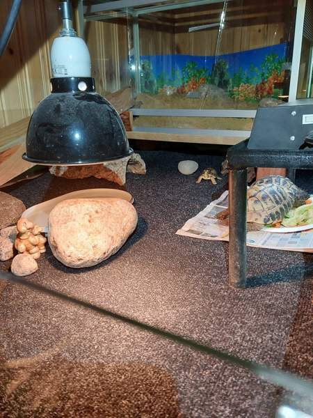 Kreikanmaakilpikonnat Хамина - изображение 6