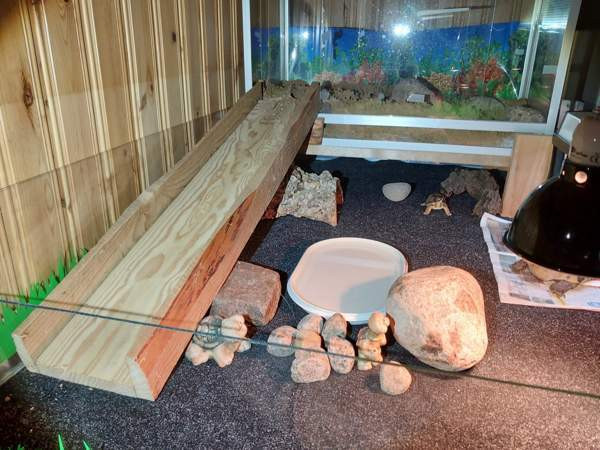 Kreikanmaakilpikonnat Хамина - изображение 7