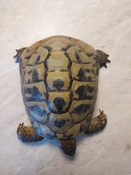 Kreikanmaakilpikonnat Хамина - изображение 5