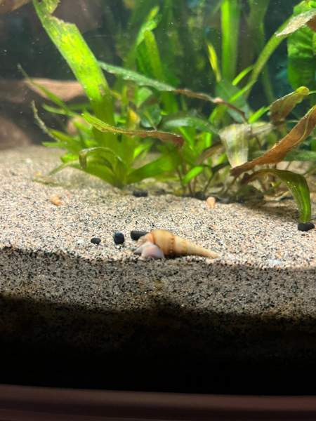 Kierteisiä akvaarioon Pori - photo 1