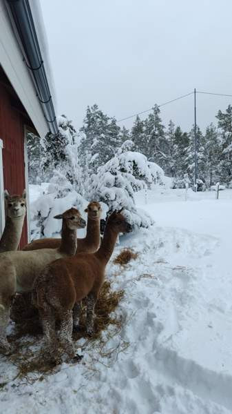 4 alpakkaa etsii uutta kotia Rauma – foto 1