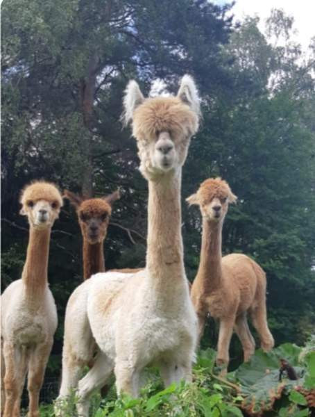 4 alpakkaa etsii uutta kotia Rauma – foto 2