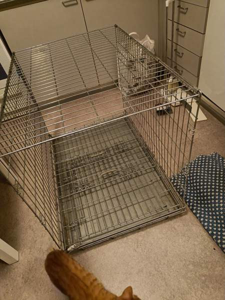 Häkki autoon tai näyttelyihin Йоэнсуу - изображение 1