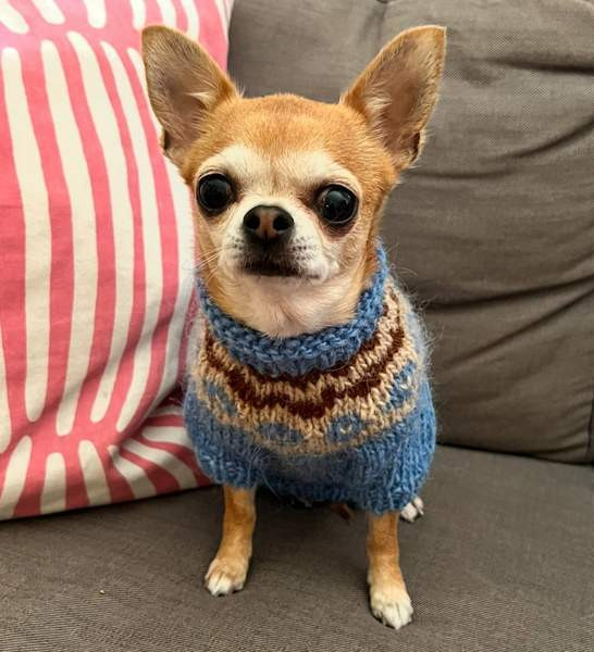 Pienen koiran neule Куопио - изображение 1