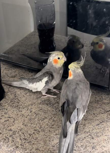 Neitokakadu (mukaan tulee toinen neitokakadu) Vantaa – foto 3