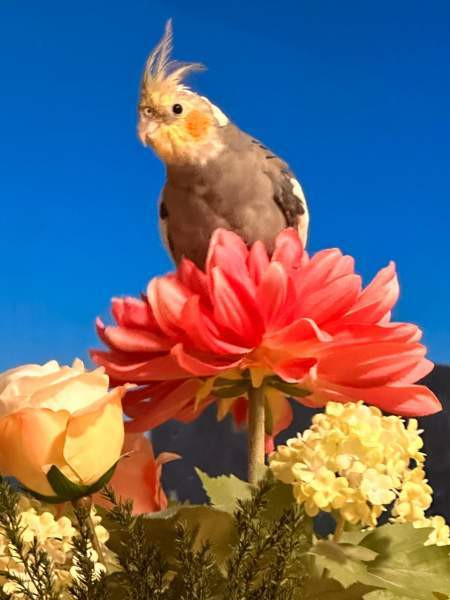 Neitokakadu (mukaan tulee toinen neitokakadu) Vantaa – foto 1