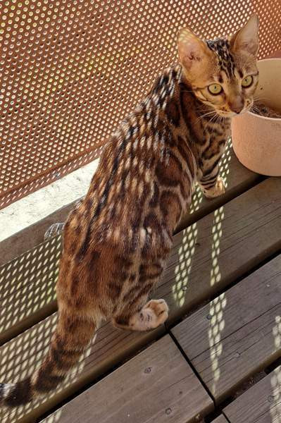 Bengali kissapennut Helsinki - photo 2