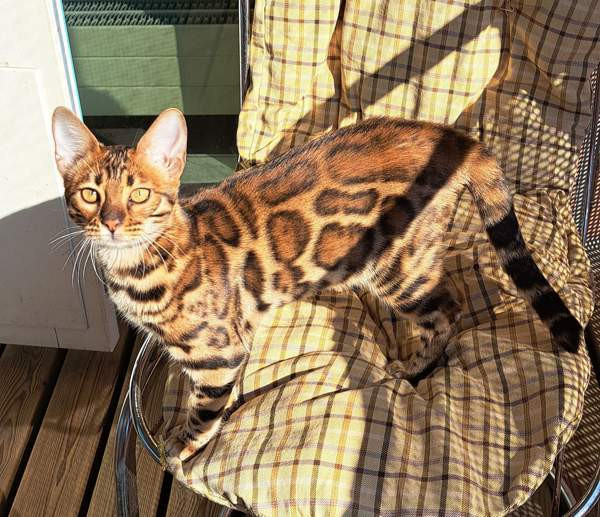 Bengali kissapennut Helsinki - photo 4