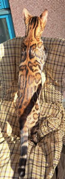 Bengali kissapennut Helsinki - photo 3