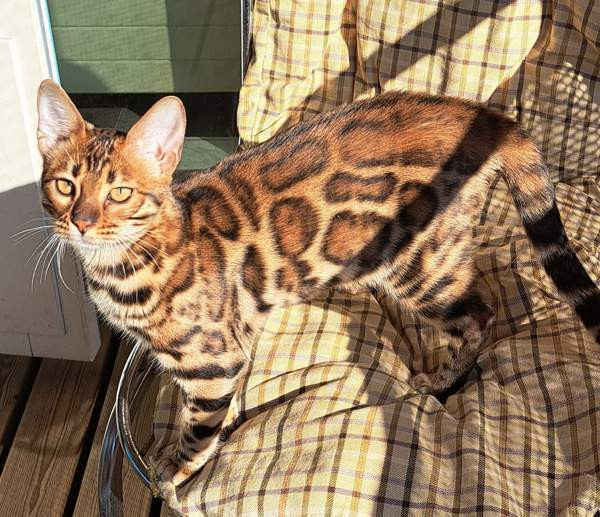 Bengali kissapennut Helsinki - photo 1