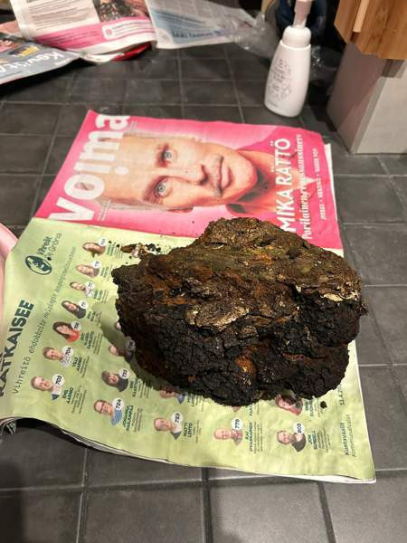 Pakurikääpä Tampere – foto 2