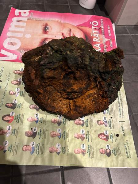 Pakurikääpä Tampere – foto 1