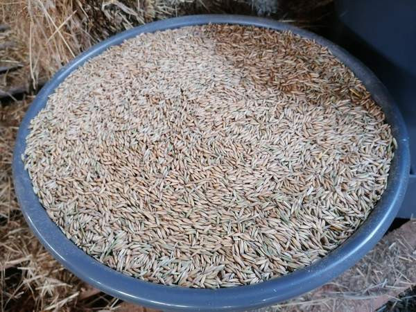 Kauraa 25kg säkissä kotitoimituksella Kokkola-Oulu alueelle Kalajoki - photo 2