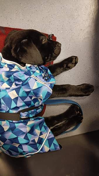 Basic 30 koiran tuulitakki Вантаа - изображение 4