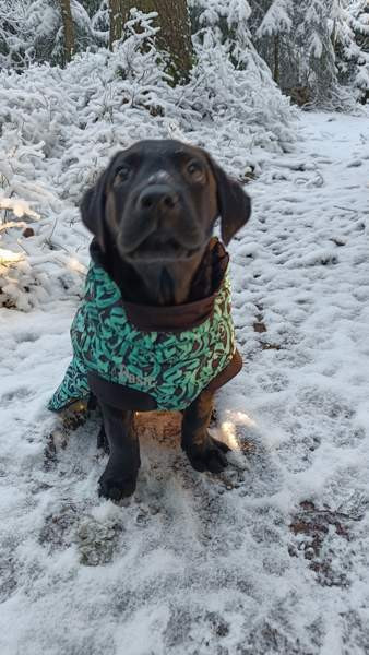 Basic 30 koiran toppatakki Vantaa – foto 4