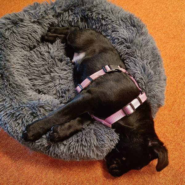 Koiran valjaat XXS ja XS Вантаа - изображение 1