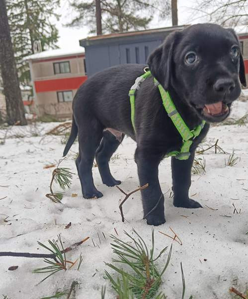 Koiran valjaat XXS ja XS Вантаа - изображение 4