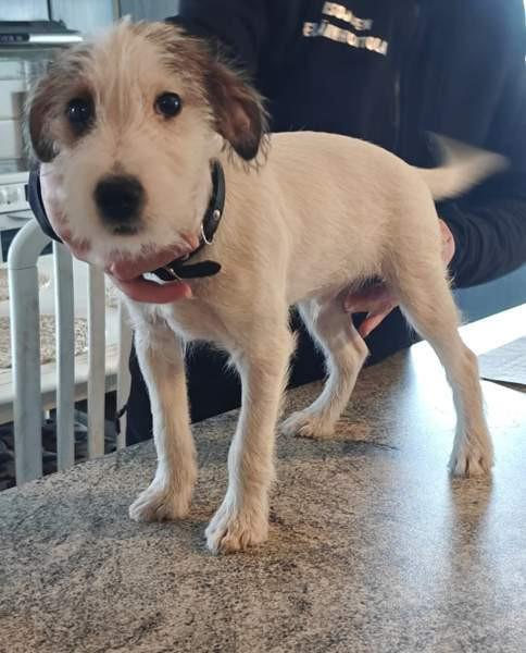 Parsonrusselinterrieri Isojoki - valokuva 6