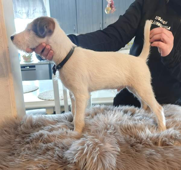 Parsonrusselinterrieri Isojoki - valokuva 1