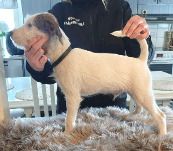 Parsonrusselinterrieri Isojoki - valokuva 2