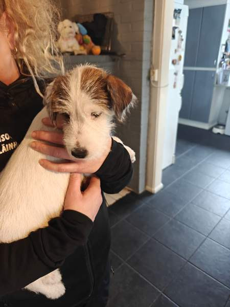 Parsonrusselinterrieri Isojoki - valokuva 5