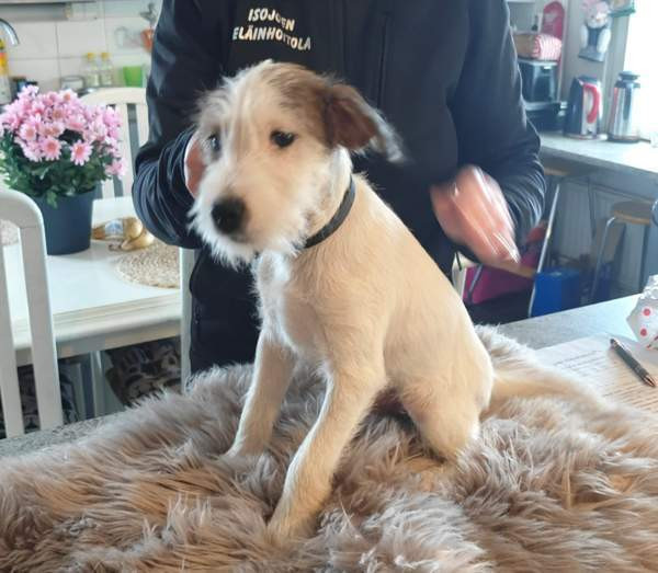 Parsonrusselinterrieri Isojoki - valokuva 3