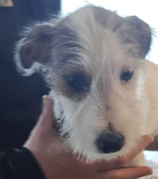 Parsonrusselinterrieri Isojoki - valokuva 4