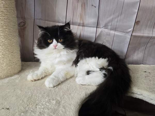 Highland Straight longhair tyttö Tuusula - photo 1