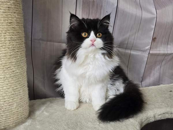 Highland Straight longhair tyttö Tuusula - photo 2