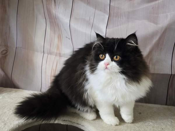 Highland Straight longhair tyttö Tuusula - photo 4