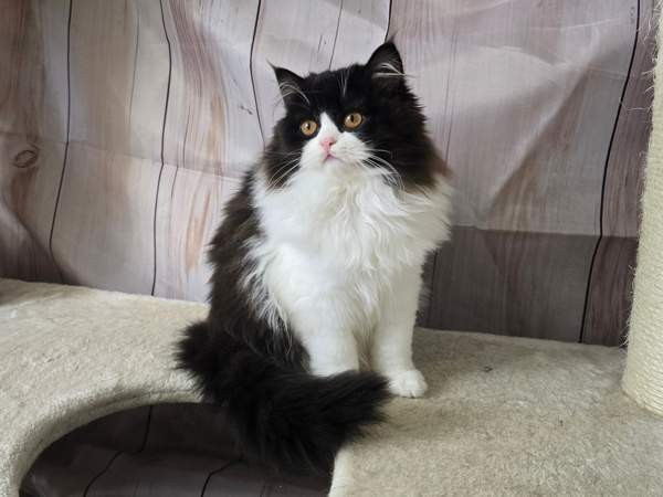 Highland Straight longhair tyttö Tuusula - photo 6