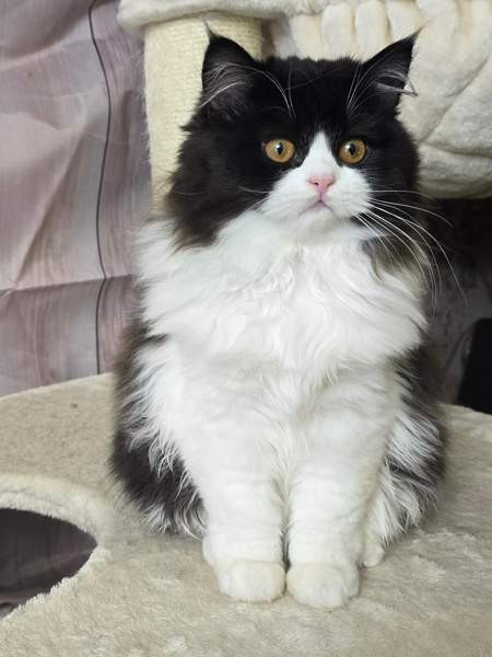 Highland Straight longhair tyttö Tuusula - photo 3