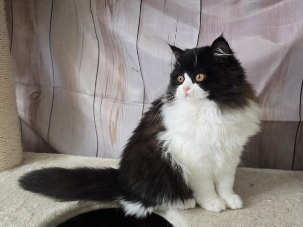 Highland Straight longhair tyttö Tuusula - photo 5