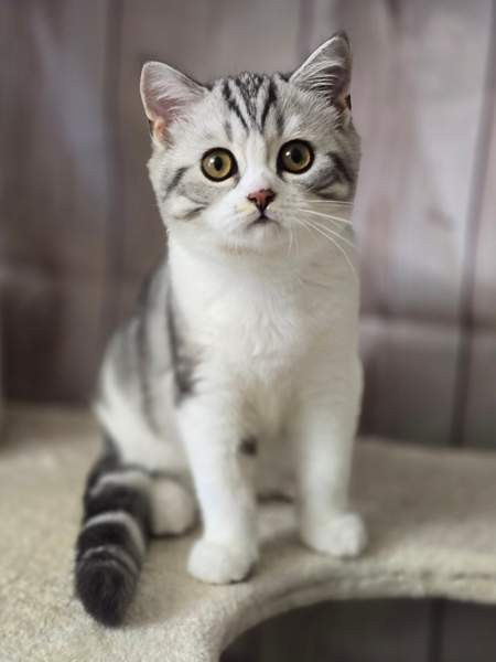 Scottish straight lyhytkarvainen poika Tuusula - valokuva 5