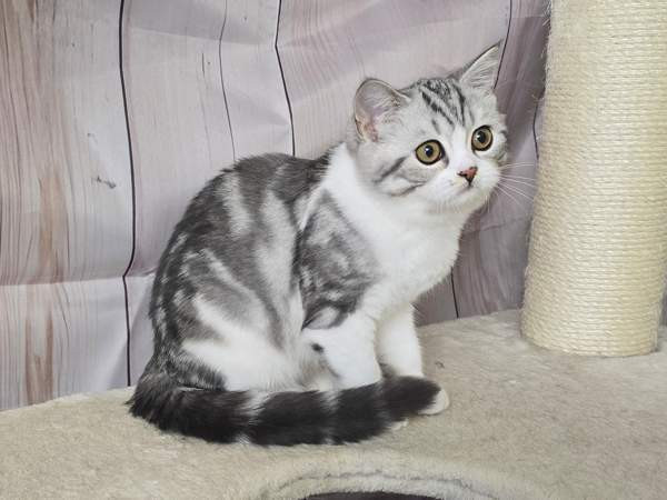 Scottish straight lyhytkarvainen poika Tuusula - valokuva 3