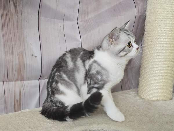 Scottish straight lyhytkarvainen poika Tuusula - valokuva 2