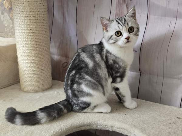 Scottish straight lyhytkarvainen poika Tuusula - valokuva 4