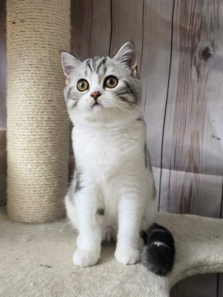 Scottish straight lyhytkarvainen poika Tuusula - valokuva 1